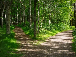 Wandaufkleber zwei Straßen im Wald, Nordirland © M-image