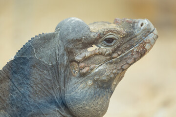 Close up portrait of head of a rhinoceros iguana