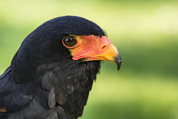 The bateleur (Terathopius ecaudatus)