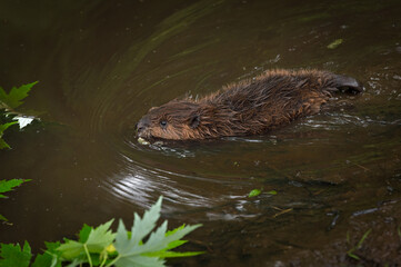 North American Beaver (Castor canadensis) Kit Swims Left