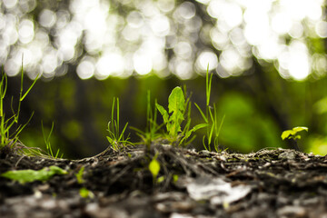 Green grass in the forest against a backdrop of trees with glare and rays of the sun, a sunset on a summer day