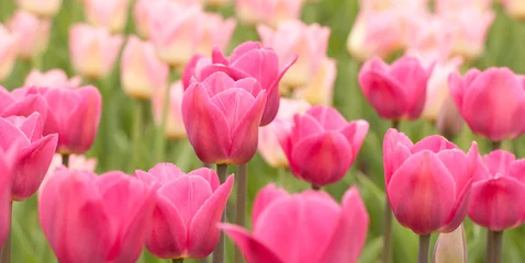 Photo sur Plexiglas Tulipe Many bright pink and red tulips in the field
