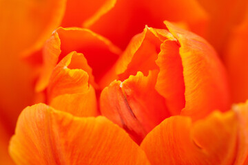 Petals of a fluffy bright orange tulip, background, macro