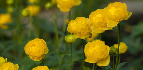 Obraz premium Bush of wild yellow trollius in the forest