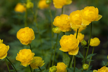 Bush of wild yellow trollius in the forest