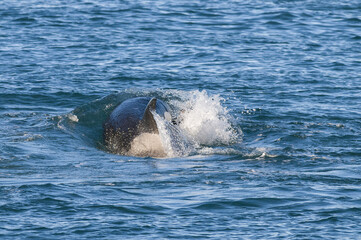 Killer Whale, Orca, hunting a sea lion pup, Peninsula Valdez, Patagonia Argentina