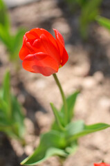Obraz na płótnie Canvas red spring tulip