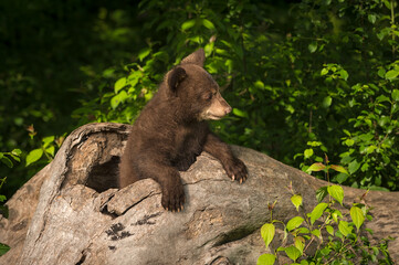 Fototapeta na wymiar Black Bear Cub (Ursus americanus) Looks Right From Log