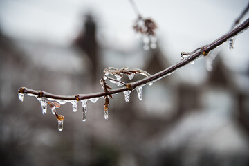 Frozen twig on a tree encased in ice
