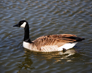 Canadian Goose