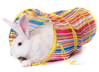 Fototapeta premium rabbit playing in tunnel