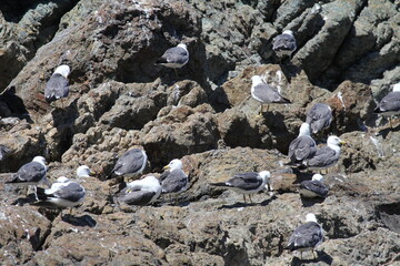 白崎海岸の海猫