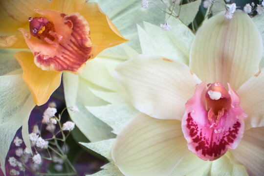 Two Orchid closeup of a bouquet of three orchids beautifully decorated on wooden background concept birthday flowers