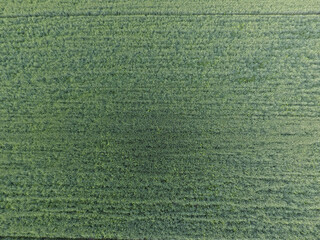 Texture of wheat field. Background of young green wheat on the field. Photo from the quadrocopter. Aerial photo of the wheat field