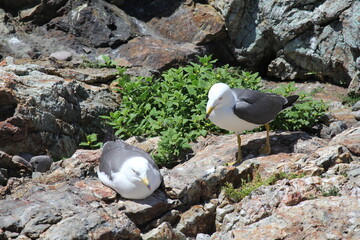 白崎海岸の海猫