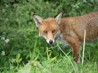 Hunting fox open mouth