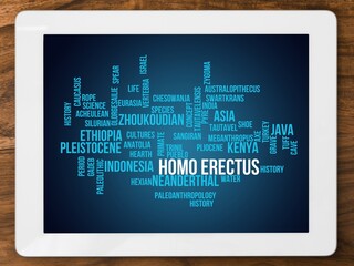 Homo erectus