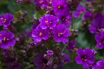 Fototapeta na wymiar Beautiful Purple Flowers in Springtime Bloom, Arizona, USA, horizontal
