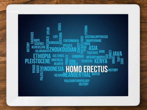 Homo Erectus