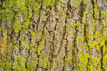 Baumrinde mit Flechte