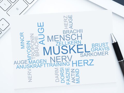 Muskel