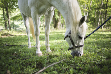 White Horse Grazing in a Rural Virginia Forest