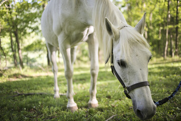 Fototapeta na wymiar White Horse Grazing in a Rural Virginia Forest