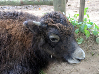Fototapeta premium Portrait of the young yak