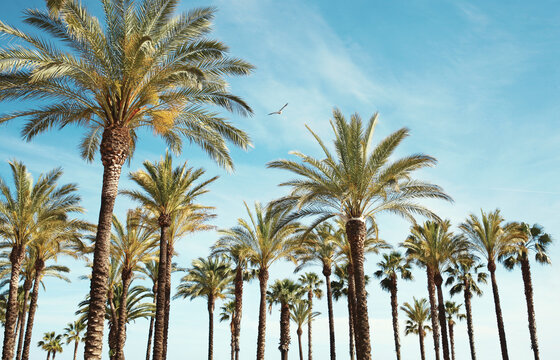 Travel, tourism, vacation, nature and summer holidays concept - palm trees over a blue sky background amazing landscape