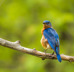 Portrait of Blue.