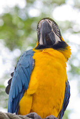 Perroquet