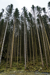 Obraz premium Forest in Norway