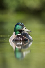 Mallard, Duck, Anas platyrhynchos
