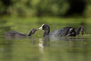 Eurasian Coot, Coot, Fulica atra - nestling