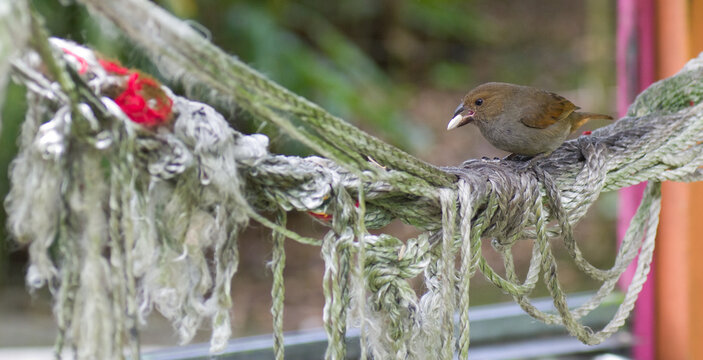 sporophile cici, oiseau brun de Guadeloupe