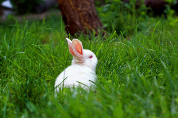 Fototapeta premium Little white rabbit in to the woods