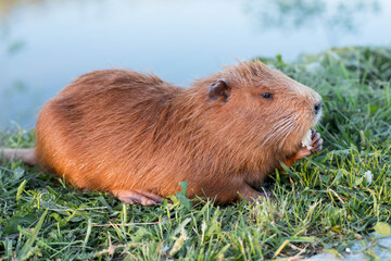 Portrait of a charming sniffing nutria, sitting in the grass