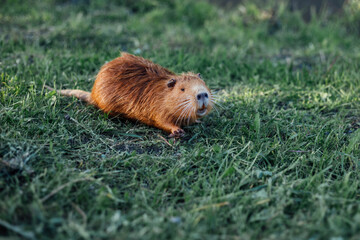 Portrait of a charming sniffing nutria, sitting in the grass