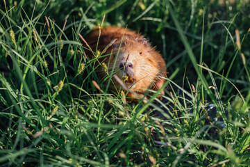 Portrait of a charming sniffing nutria, sitting in the grass