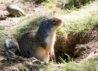 Naklejka na ściany i meble Columbian ground squirrel in Glacier National Park, USA