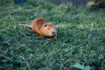 Portrait of a charming sniffing nutria, sitting in the grass