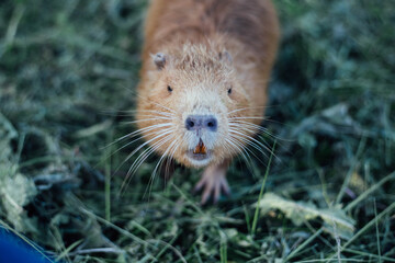 Portrait of a charming sniffing nutria, sitting in the grass