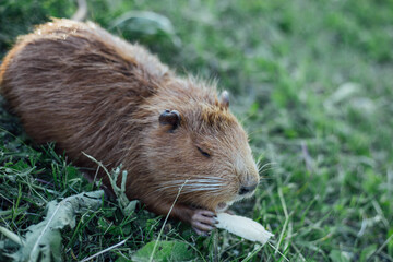 Portrait of a charming sniffing nutria, sitting in the grass