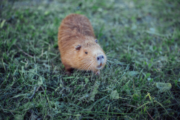 Portrait of a charming sniffing nutria, sitting in the grass