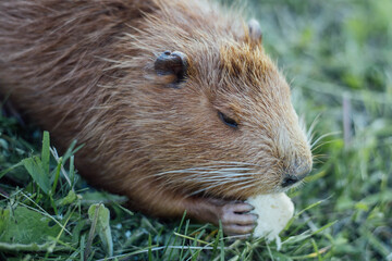 Portrait of a charming sniffing nutria, sitting in the grass