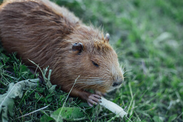 Portrait of a charming sniffing nutria, sitting in the grass