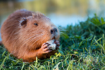 Portrait of a charming sniffing nutria, sitting in the grass