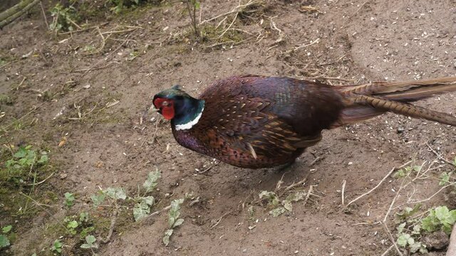 Male pheasant showing off 