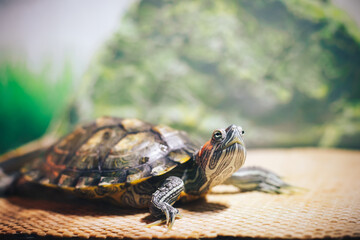 Red Eared Terrapin - Trachemys scripta elegans in the aquarium