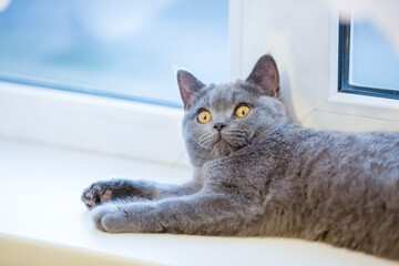 British cat lying on the windowsill